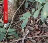 Veja Vídeo – Após descer de caminhão, jiboia de 1,5 metro aparece em posto e assusta clientes em MT
