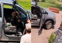 Urso invade caminhonete e surpreende motorista ao ocupar banco do passageiro; veja vídeo